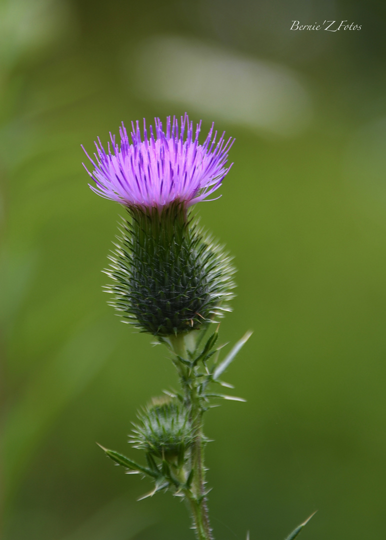 Fleur bleue