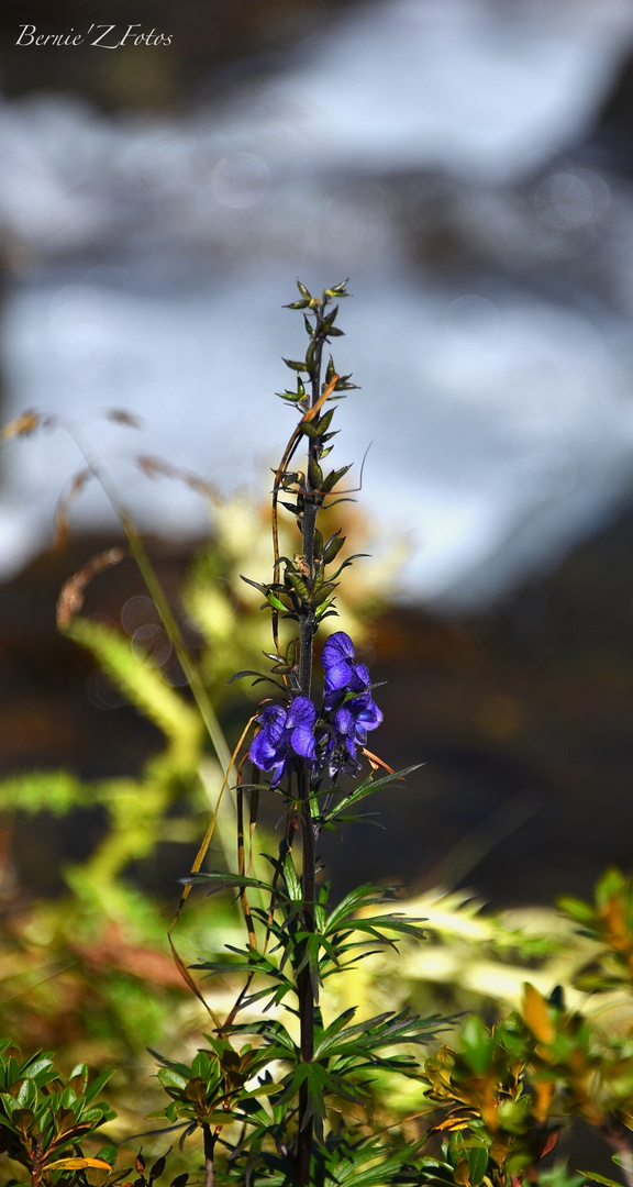 Fleur bleue