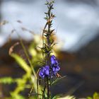 Fleur bleue