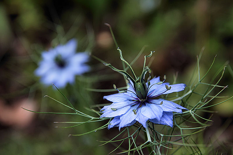 fleur bleue