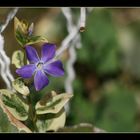 fleur bleue par charline 8 ans