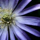 fleur bleue par nature