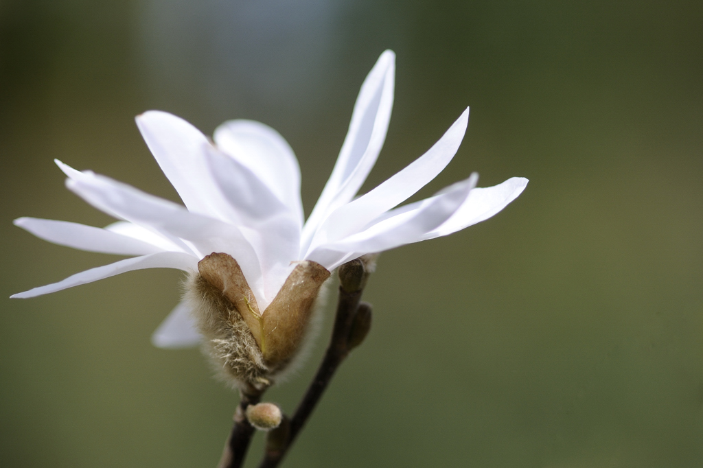 Fleur