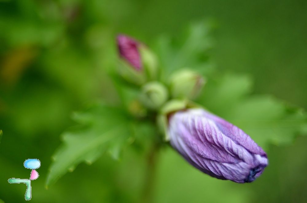 Fleur