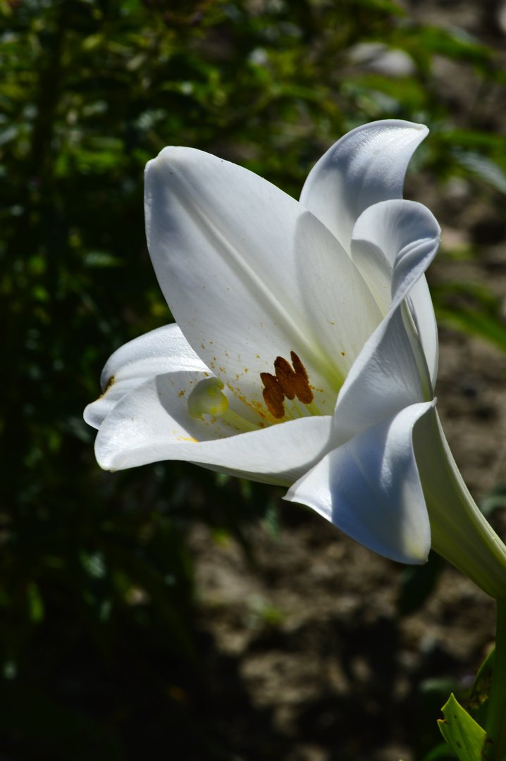 fleur