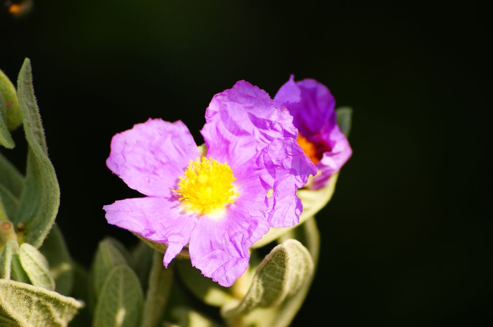 Fleur chiffonnée