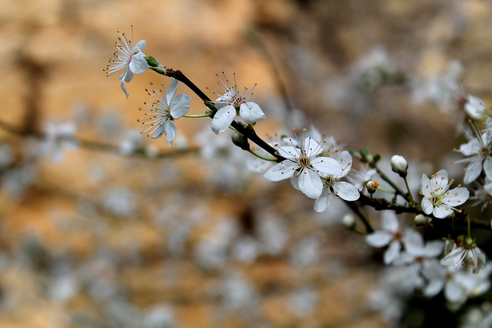 FLEUR CLOUE