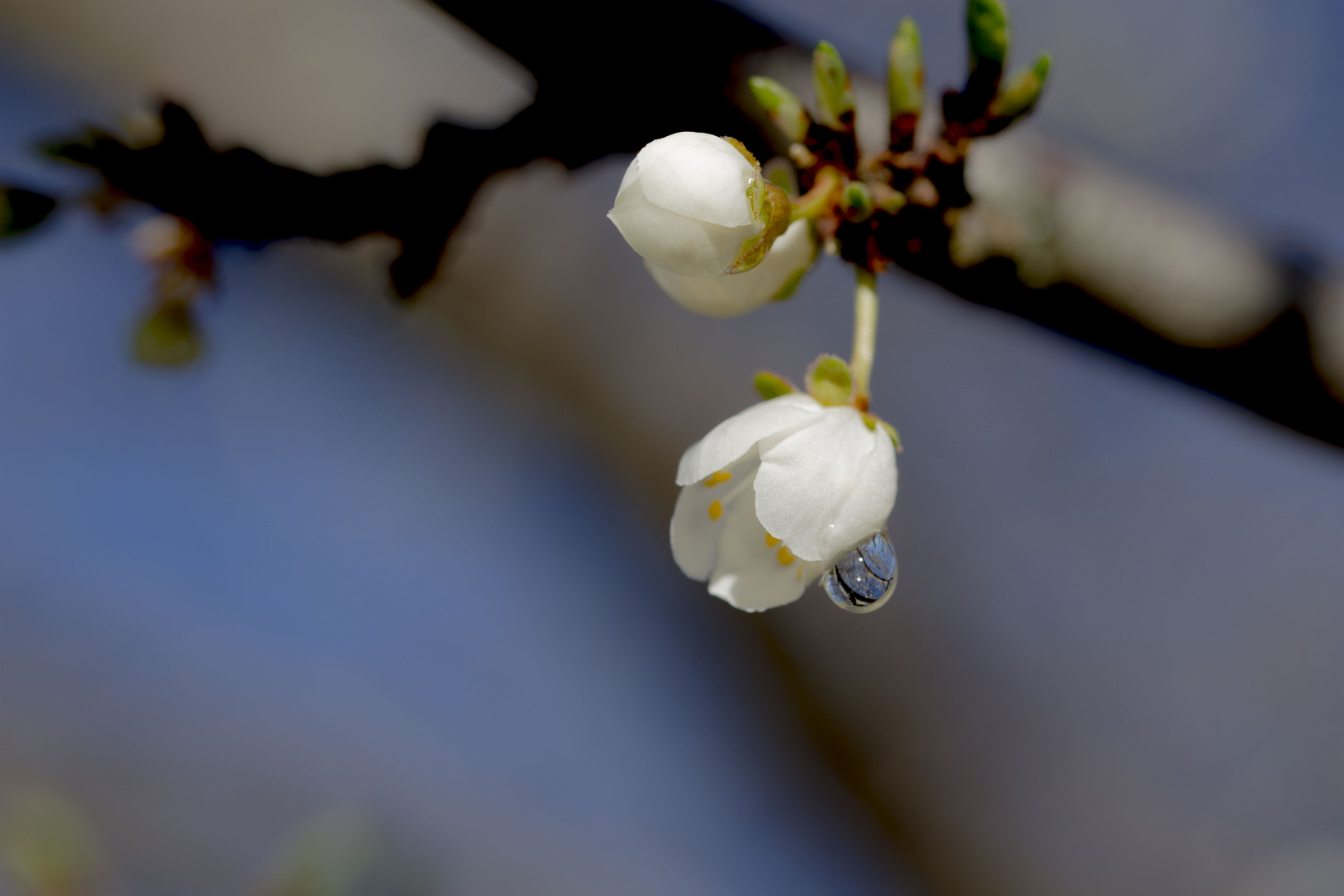 fleur d 'amandier 