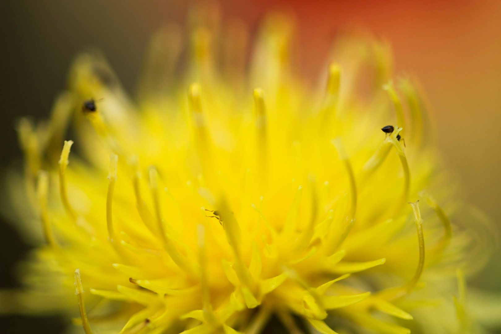 Fleur d 'automne 