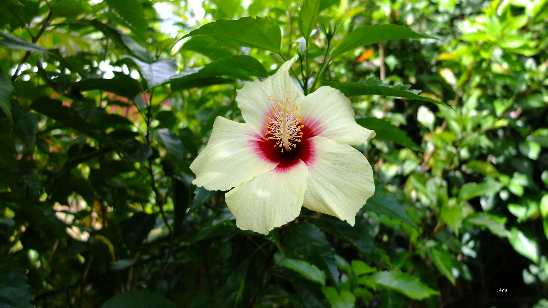 Fleur d' hibiscus