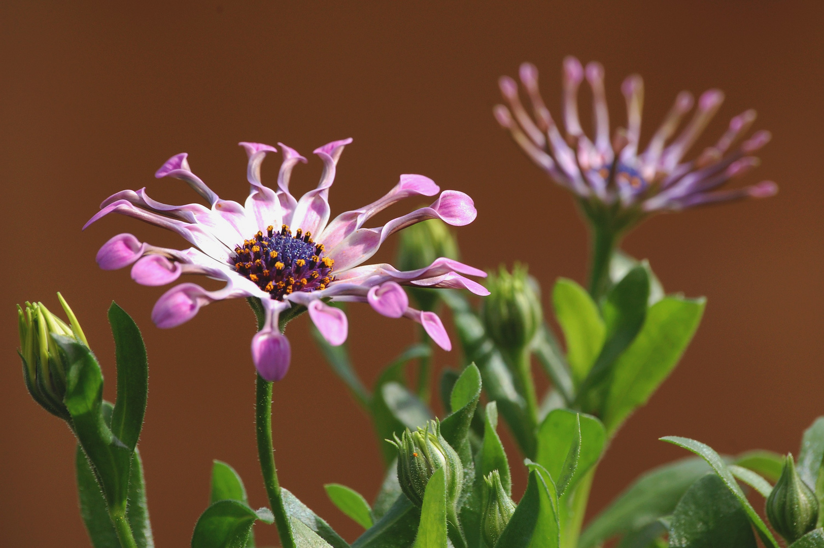 fleur