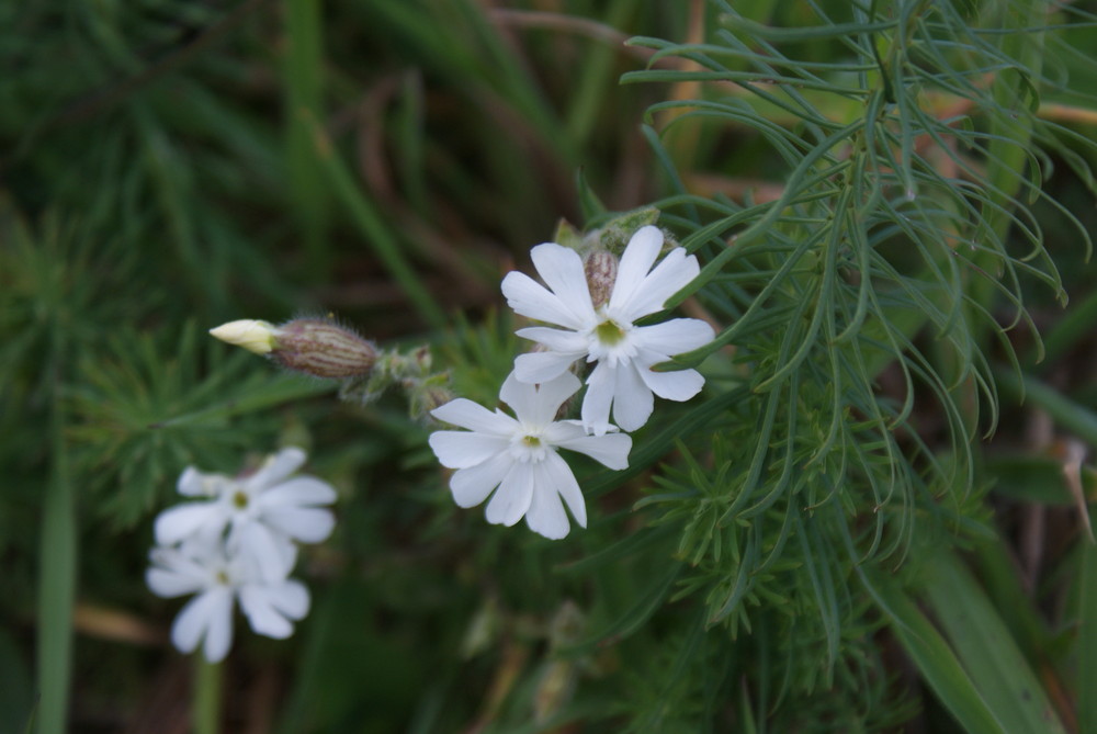 fleur