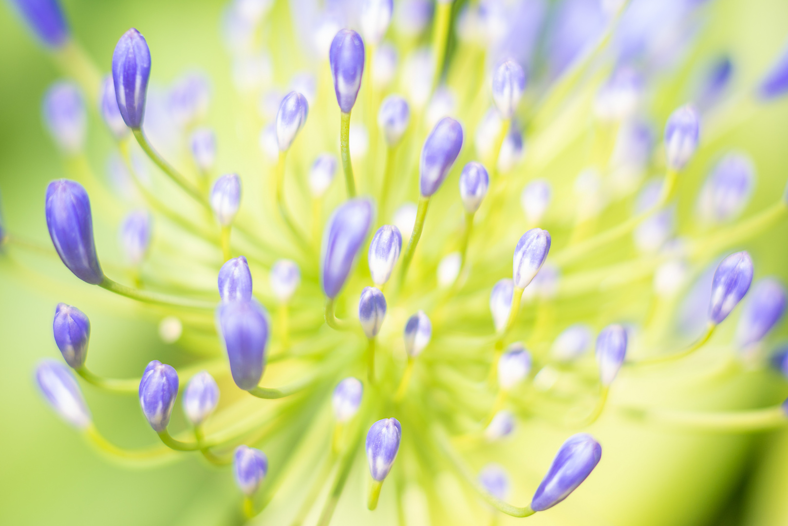  fleur d'agapanthe bleue