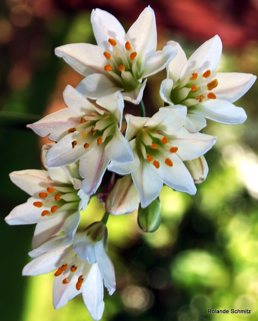 Fleur d'ail de Naple