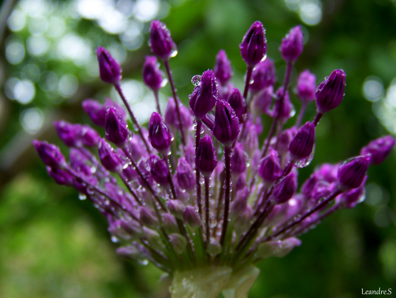 Fleur d'ail ornemental