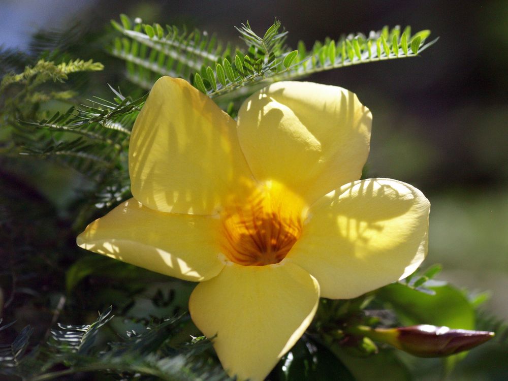 Fleur d’allamanda (cathartica) - Allamanda Blume (Goldtrompete)