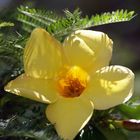 Fleur d’allamanda (cathartica) - Allamanda Blume (Goldtrompete)