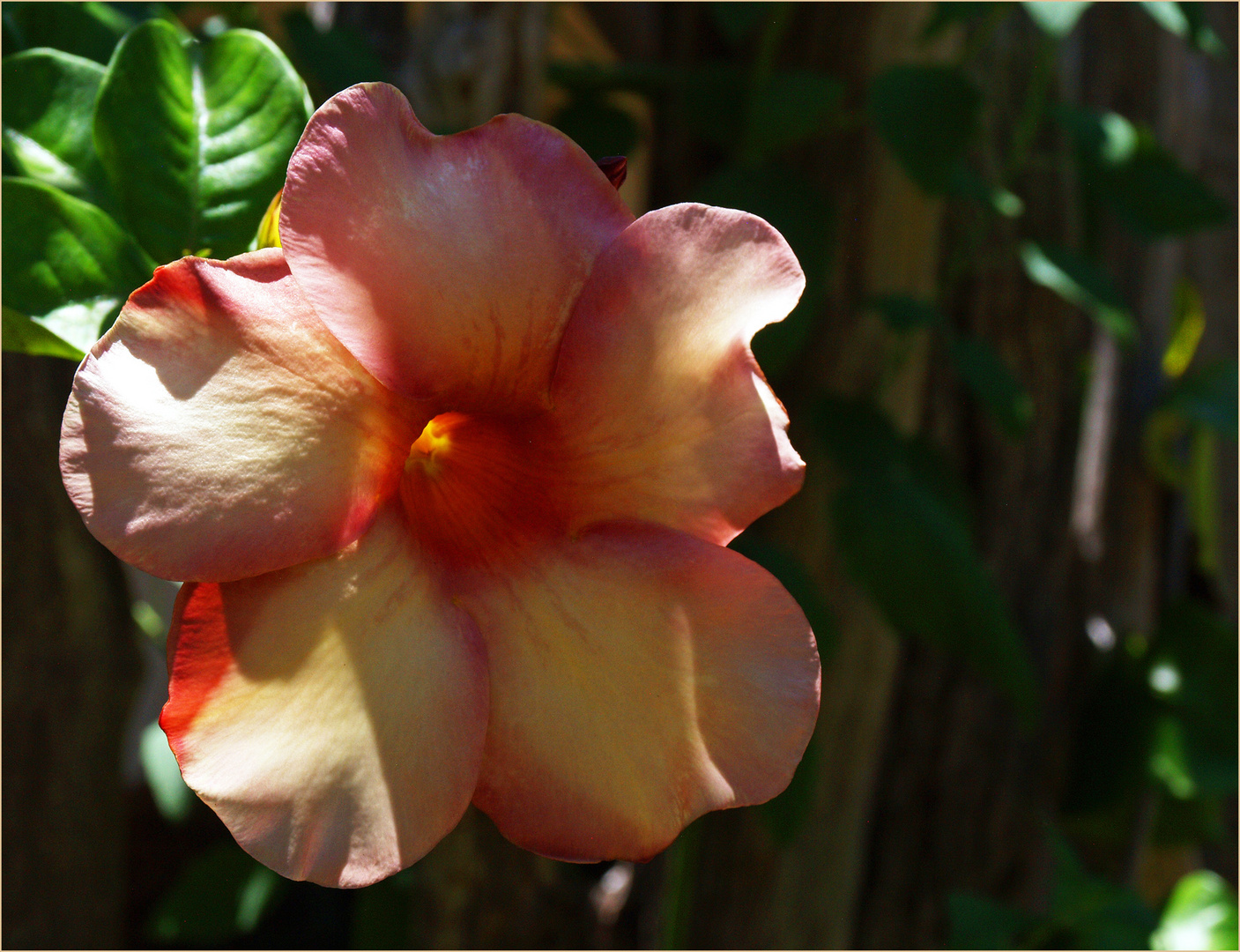 Fleur d’allamanda rose à lentrée de l’Hôtel Kanua Tera