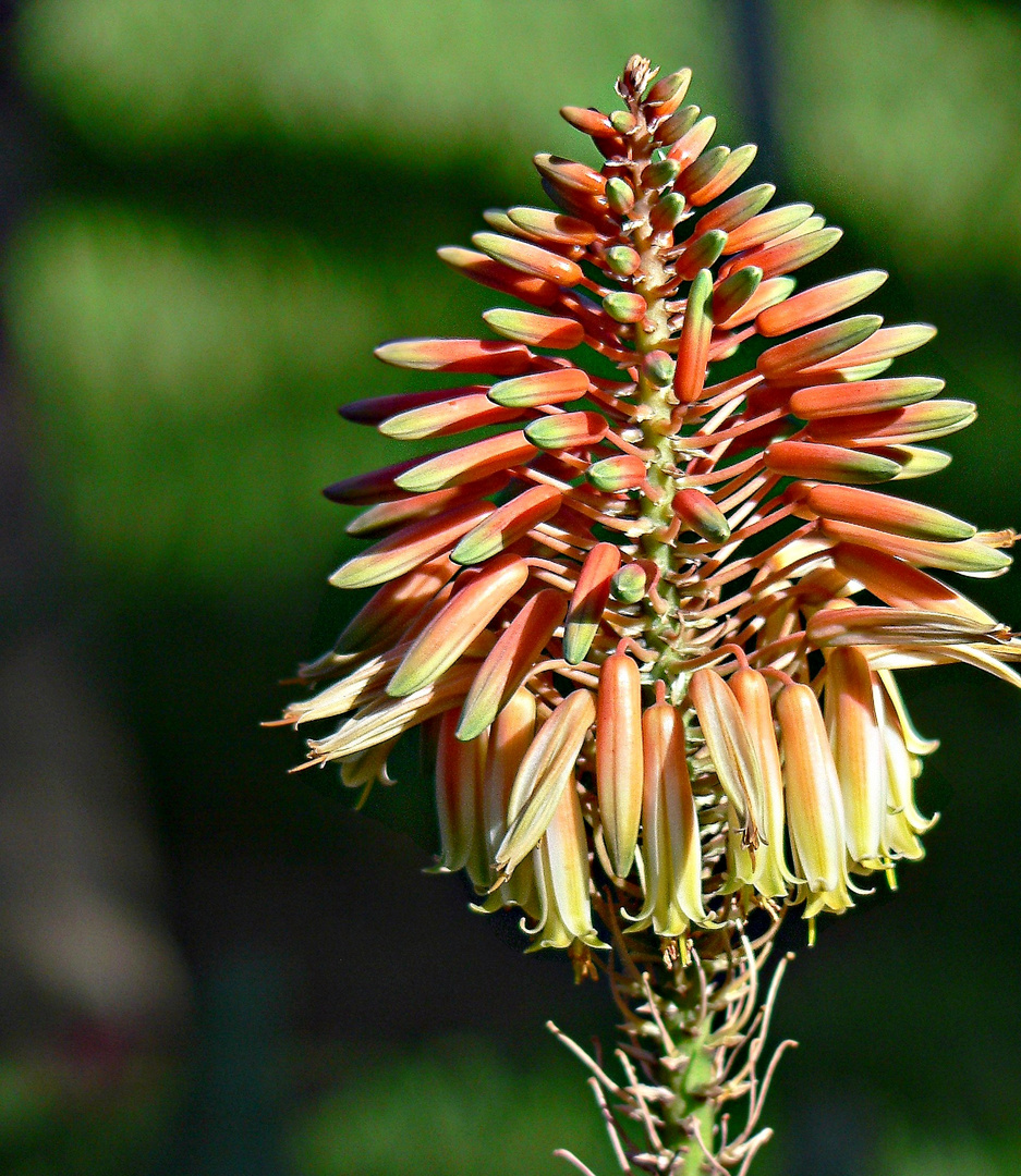 Fleur d'Aloe