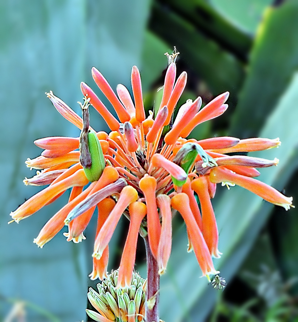 fleur d'aloe