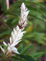 Fleur d'alpinia blanc --Weisse Alpinia Blume