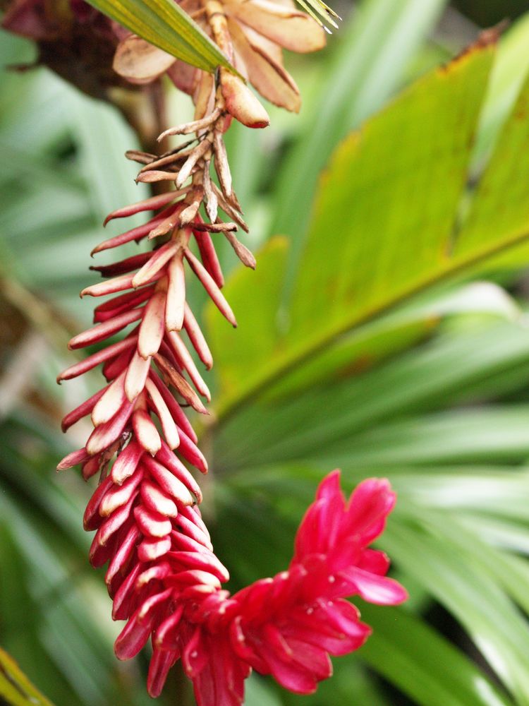 Fleur d’alpinia purpurata -- Alpinia Purpurata Blume