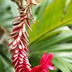 Fleur d’alpinia purpurata -- Alpinia Purpurata Blume