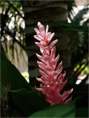 Fleur d’alpinia rose (gingembre) - Rosa Ingwer Alpinia purpurata Blume