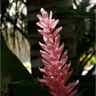 Fleur d’alpinia rose (gingembre) - Rosa Ingwer Alpinia purpurata Blume