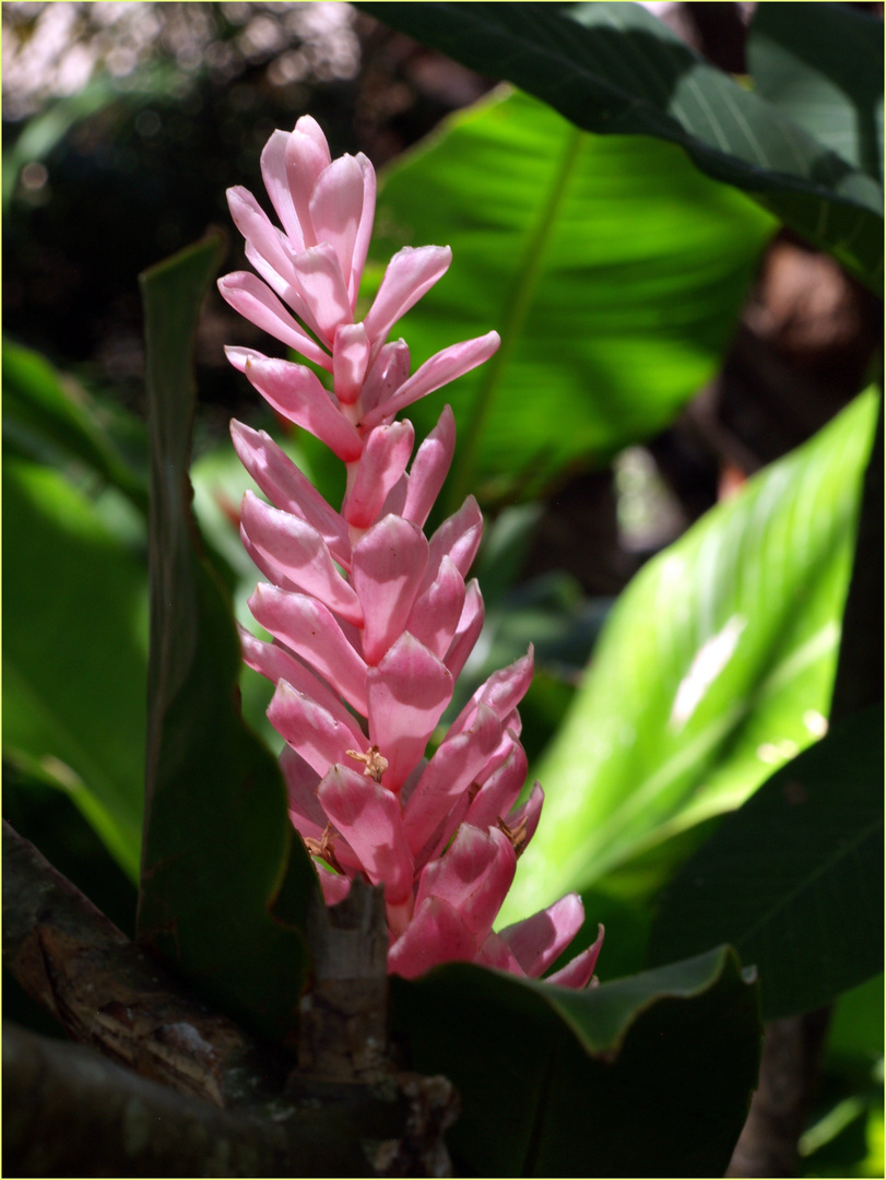 Fleur d’alpinia rose - Rosa Alpinia Blume