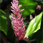 Fleur d’alpinia rose - Rosa Alpinia Blume