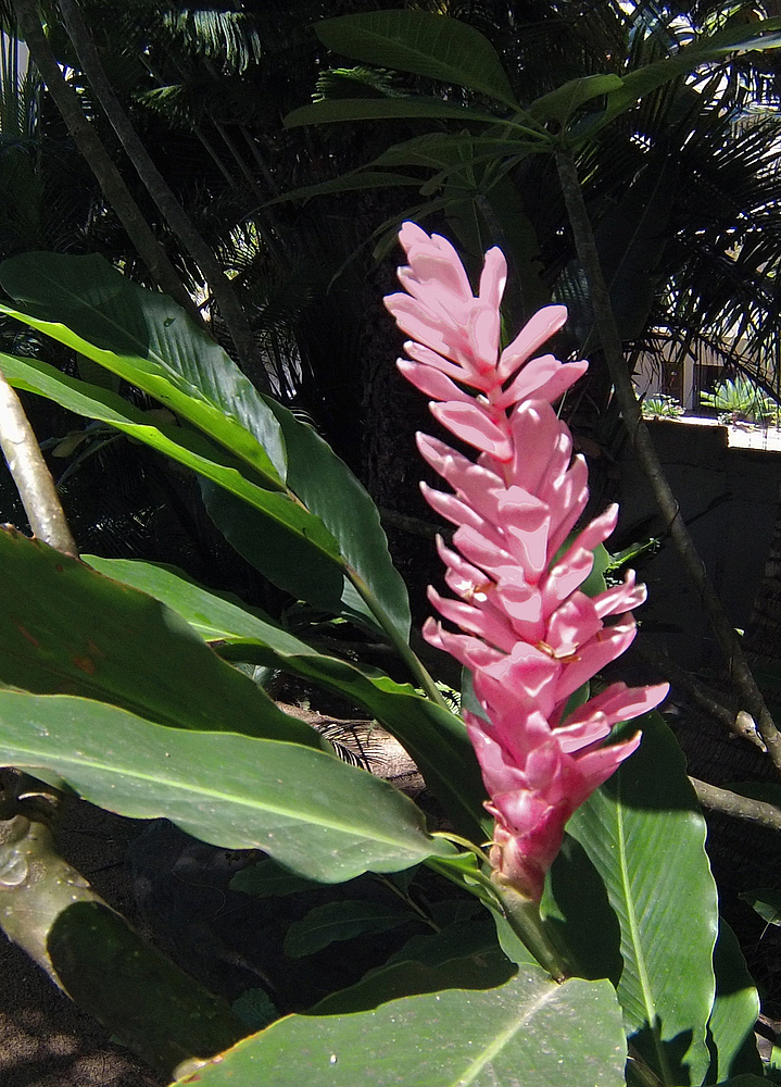 Fleur d’alpinia rose -- Rosa Ingwer Alpinia purpurata Blume