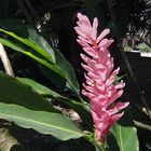 Fleur d’alpinia rose -- Rosa Ingwer Alpinia purpurata Blume