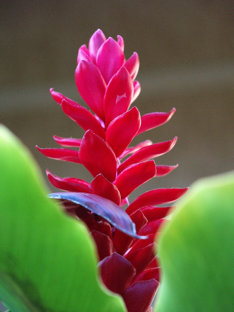 Fleur d’alpinia rouge - Alpinia purpurata Blume