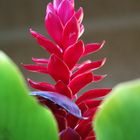 Fleur d’alpinia rouge - Alpinia purpurata Blume