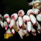 Fleur d’alpinia speciosa  --  Alpinia speciosa Blüte