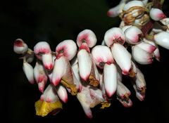 Fleur d’alpinia speciosa  --  Alpinia speciosa Blüte