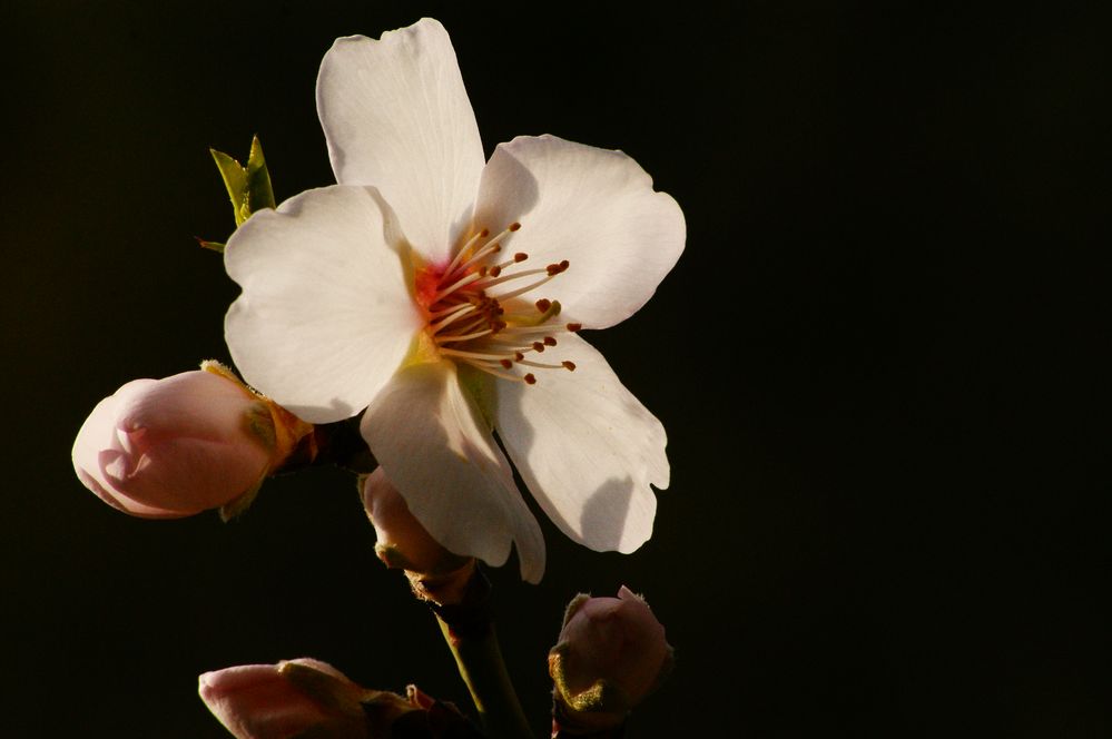 Fleur d'amandier