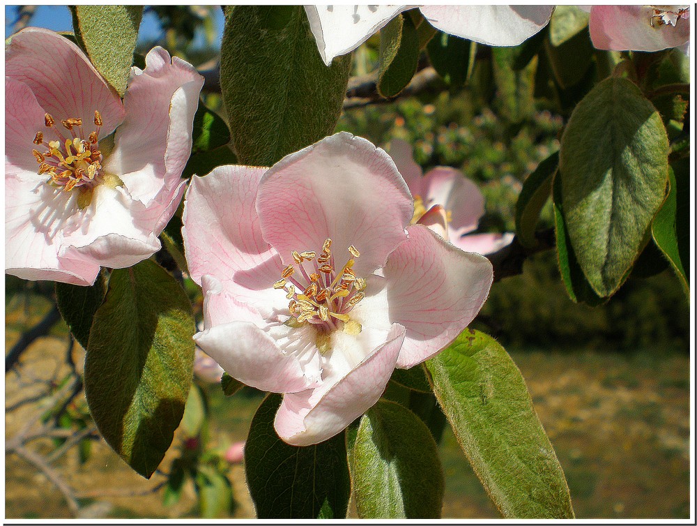 Fleur d'amandier