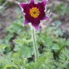 Fleur dans le Jardin