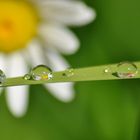 Fleur dans les gouttes d'eau