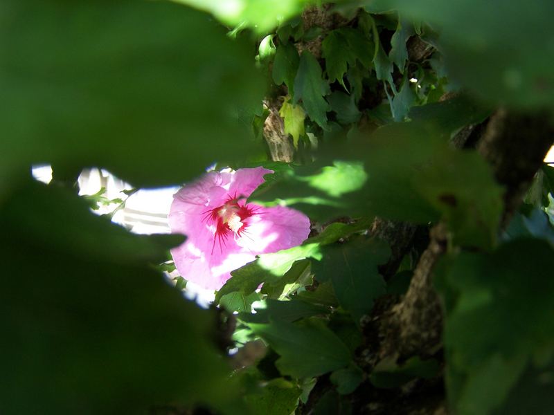 Fleur dans l'ombre