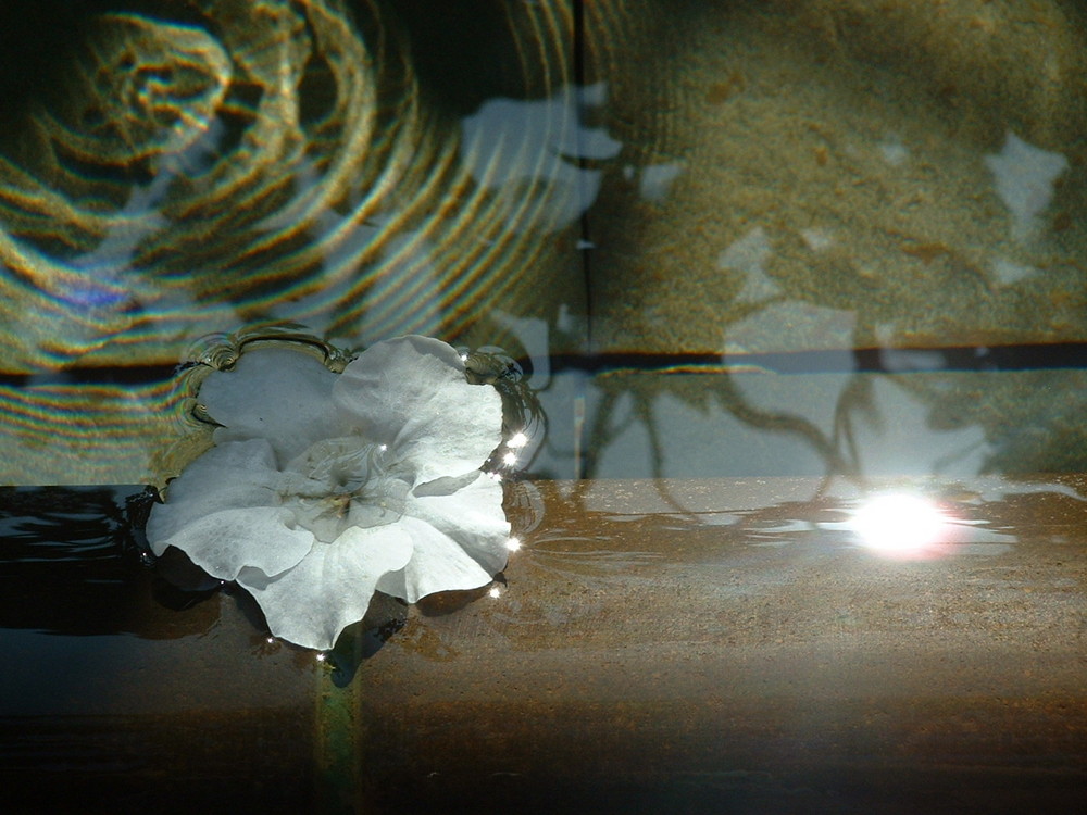 Fleur dans une fontaine (Los Angeles)