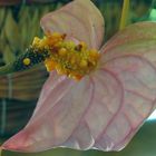 Fleur d'anthurium