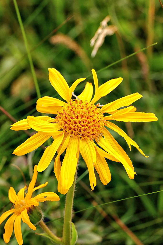 Fleur d'arnica 