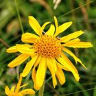 Fleur d'arnica 