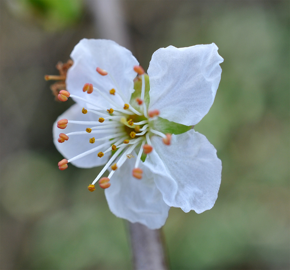 fleur d'aubépine