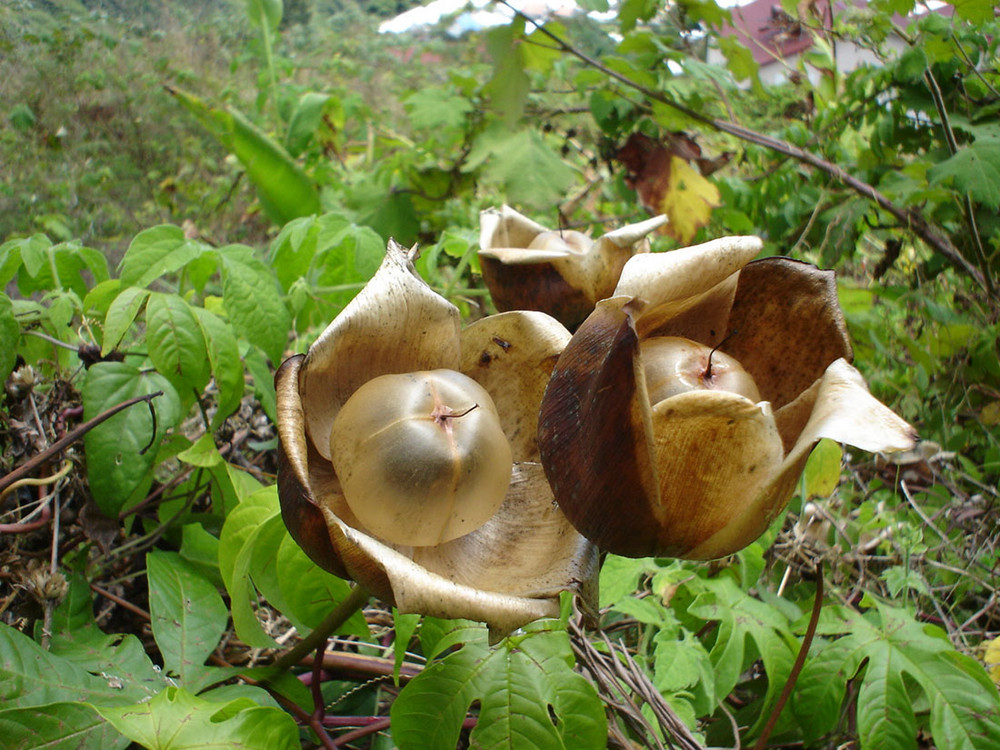 Fleur d'automne