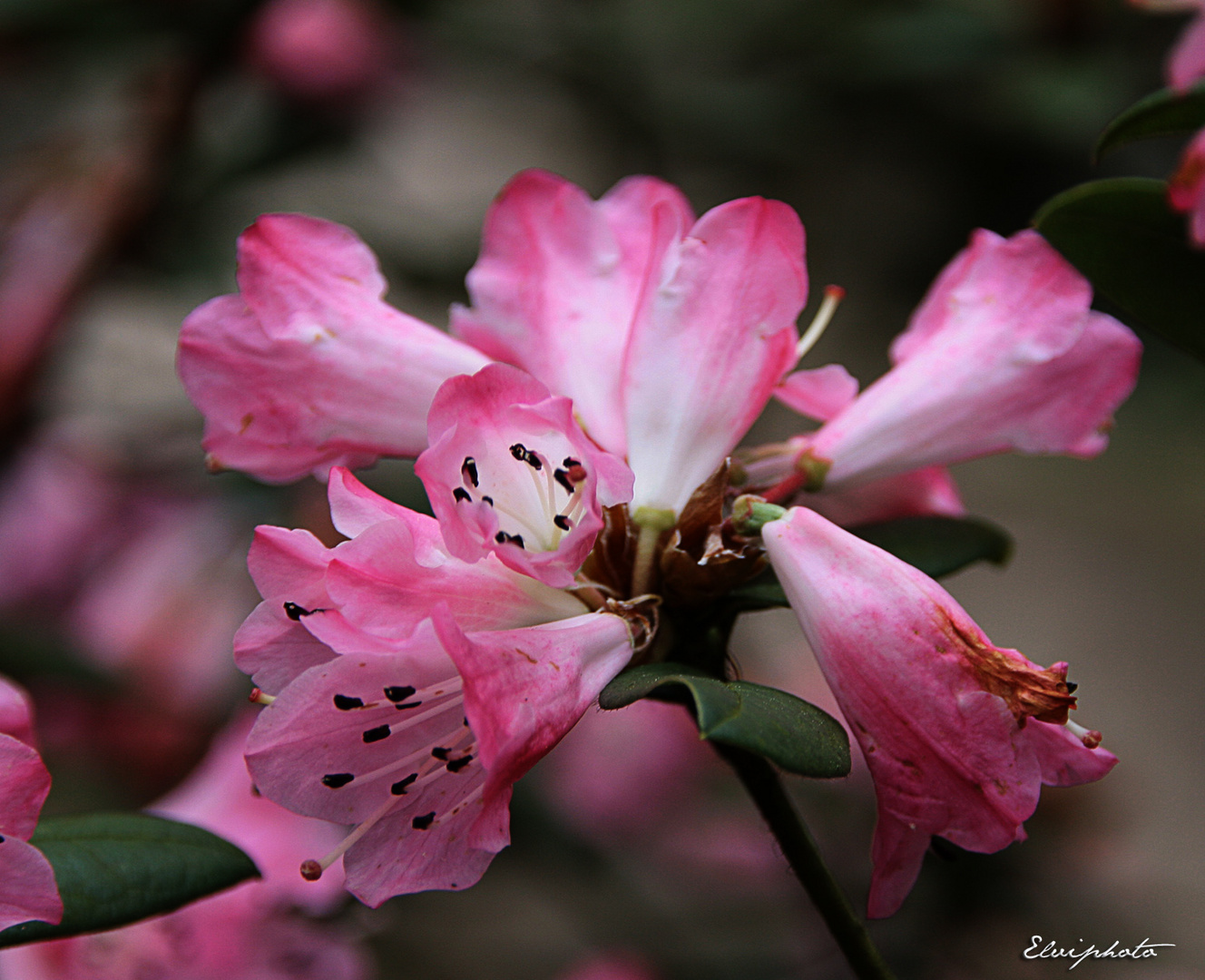 Fleur d'azalée