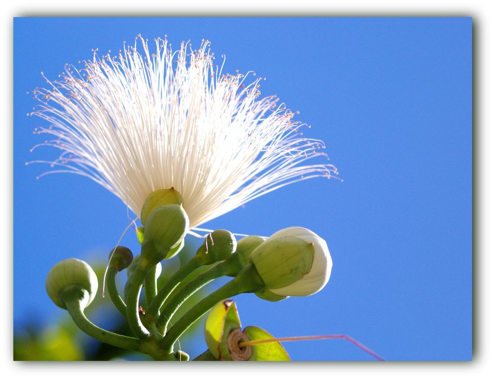Fleur de badamier - Seemandelbaumblume